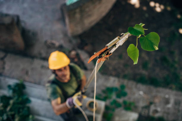 How Our Tree Care Process Works  in  Albertson, NY