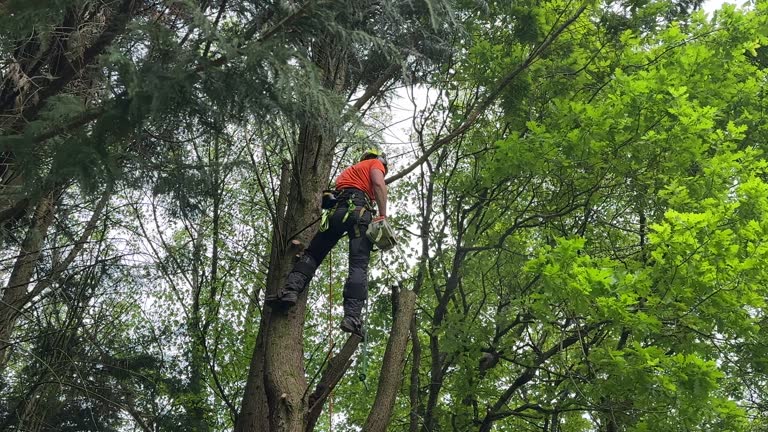 Trusted Albertson, NY Tree Care Services Experts